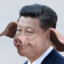 Xi Jin Pig