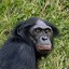 Mr Bonobo | I AM FEEEEST
