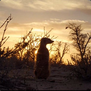 林黛玉倒拔垂杨柳