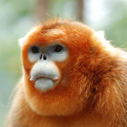 Chessmonkey
