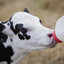 Homem Vaca