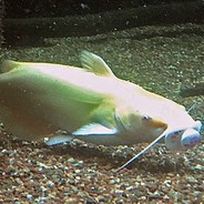 Catfish Jimmy