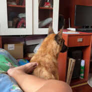 国家一级喂鱼大师