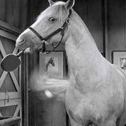 A Most Remarkable Horse