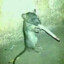 a fucking smoking rat