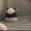妍