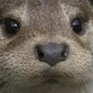 Loutre