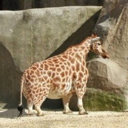 GirafaSafada