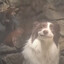 Ragebaiting Dog
