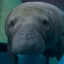 Manatee