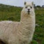 llama_creciente