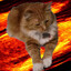 gato de carro