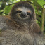 Thot.Sloth