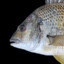 bream