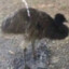 shІtbird