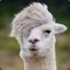 mad alpaca