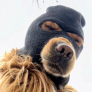 翻斗花园突击手大耳牛牛