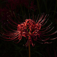 Kote4ka - steam id 76561199627572458