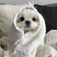 五星红旗迎风飘扬