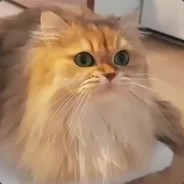 MATEUSZEK.gno