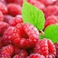 RASPBERRYSQUAD.