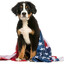 Bark Obama