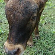 我是牛子精灵，扣一牛子变大!