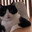 meowmurr