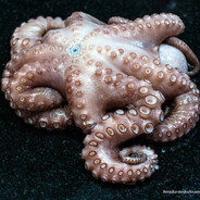 OctoPussy