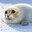 RODENT