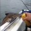 somefish