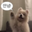 채영