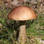 Leccinum scabrum