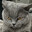 gato