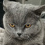 gato