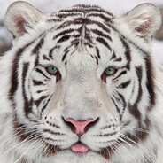 SnowTiger00