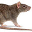 Diseased Rat