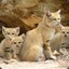 Duney the sand kitten