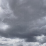 秋雨不问梧桐意