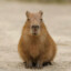 Johhny Capybara