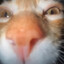 Gatoooo