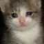 HappyCryingCat