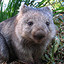 darkwombat