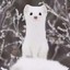 小貂