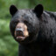 Black Bear