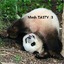 Drugged Panda