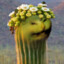 that fucking cactus