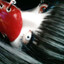 vonni愛