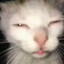 MEOW