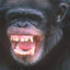 Chimpanzee